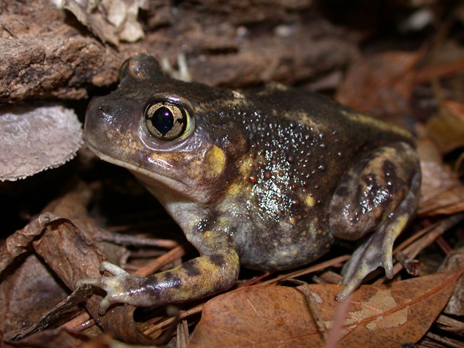 Eastern Spadefoot (Scaphiopus holbrookii) facing to the left sitting on dry leaf litter.