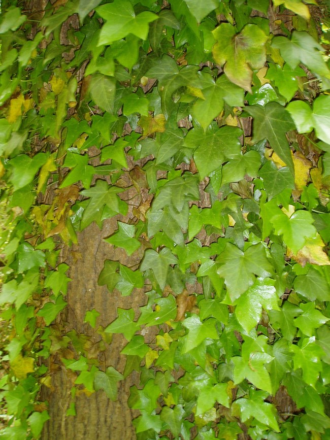English Ivy (Hedera Helix)