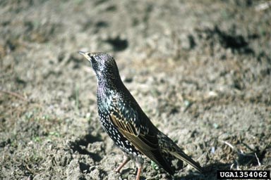 European Starling, Sturnus vulgaris. Photo courtesy of Lee Karney, US Fish and Wildlife Service European Starling, Sturnus vulgaris. Photo courtesy of Lee Karney, US Fish and Wildlife Service