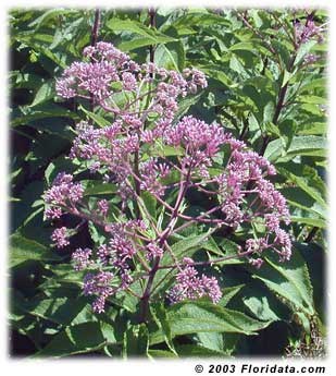 Joe Pye Weed