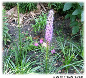 Liatris spicata