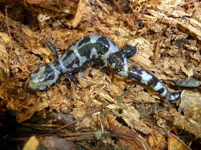 Looking down on a black and white marbled salamander on top of wood mulch