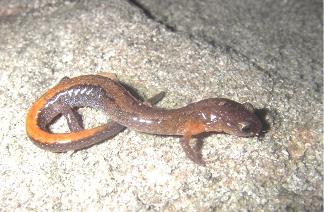 A Southern Red-Backed Salamander (Plethodon serratus) resting on a rock.
