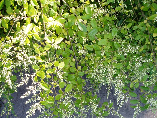 Privet (Ligustrum sp) 5-7-04