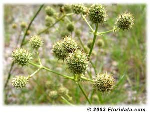 Rattlesnake Master flora Rattlesnake Master flora