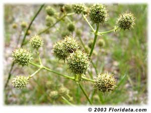 Rattlesnake Master flora