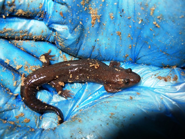 Desmognathus monticola