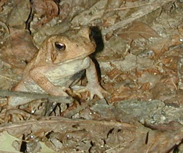 Fowler's Toad (Anaxyrus fowleri) sitting on dry leaf litter.
