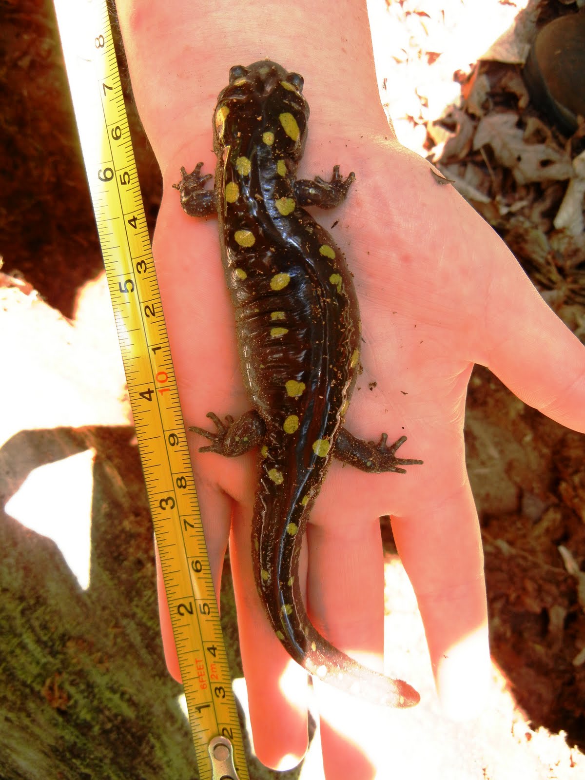 Spotted Salamander Chattahoochee River National Recreation Area U S