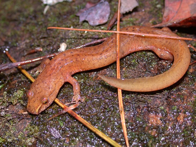 Gyrinophilus porphyriticus Gyrinophilus porphyriticus