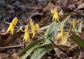 Yellow Trout Lillies