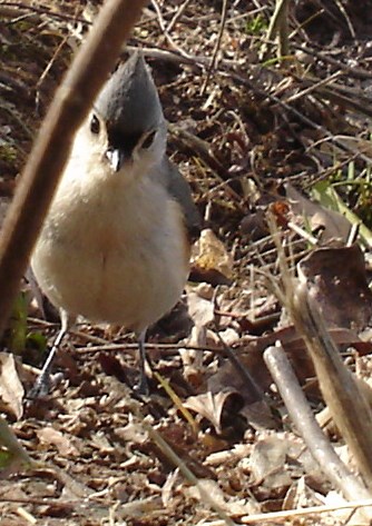 Tufted Titmouse