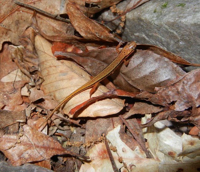 Eurycea cirrigera