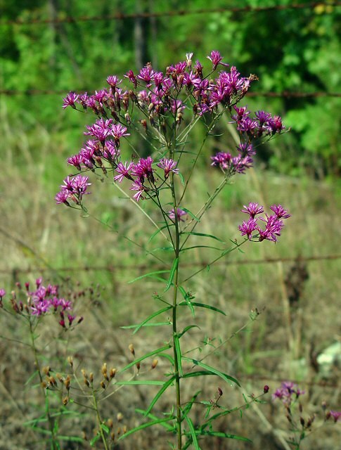 Vernonia angustifolia