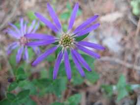 Closeup photograph of a Georgia aster (Symphyotrichum georgianum) bloom