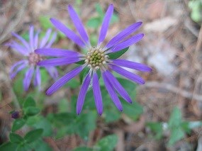 Georgia Aster, Symphotrichum georgianum