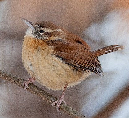 Carolina Wren, Thryothorus ludovicianus