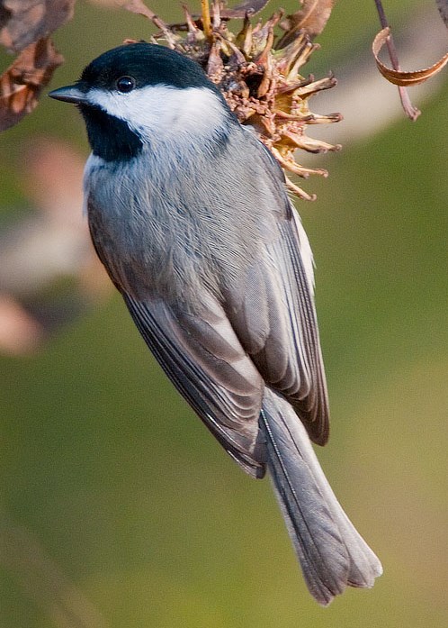 Carolina Chickadee, Poecile carolinensis