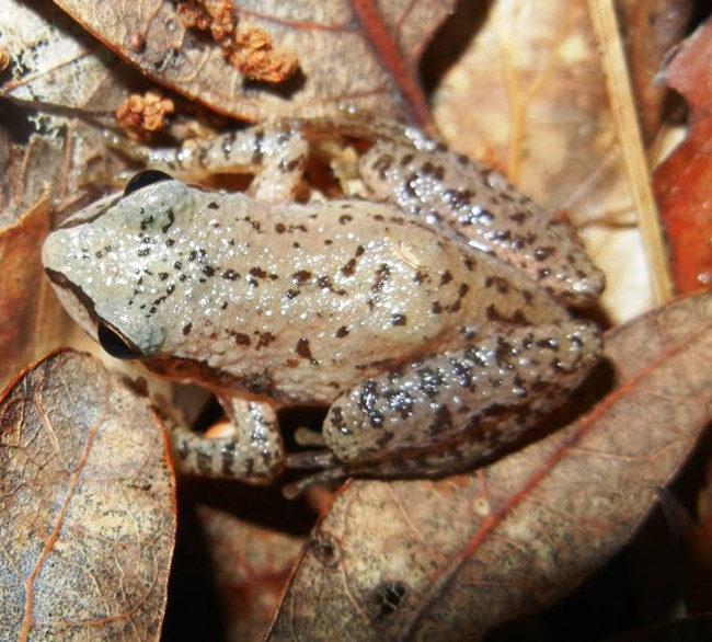 Pseudacris feriarum Pseudacris feriarum