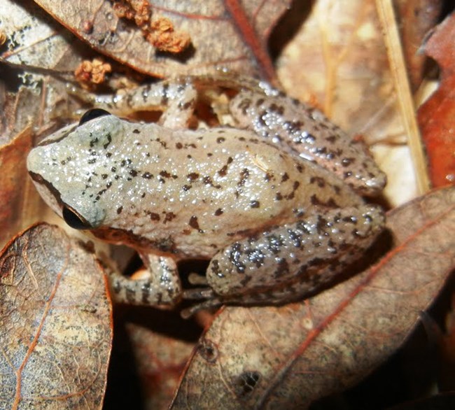 Pseudacris feriarum