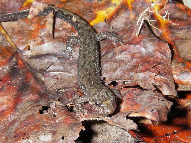 Desmognathus fuscus