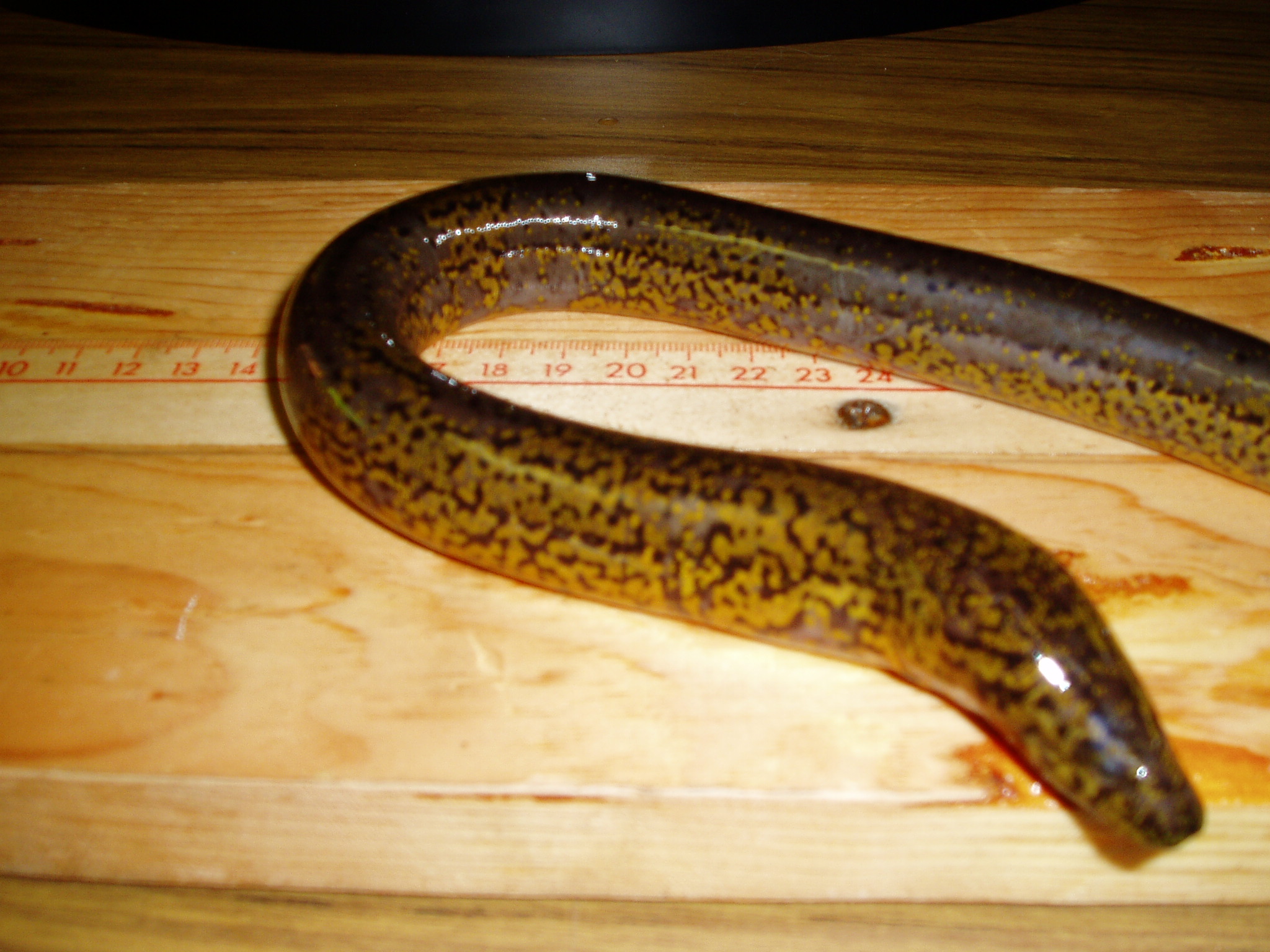 Rice Eel - Chattahoochee River National Recreation Area (U 