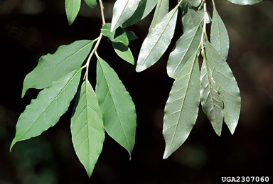 Elaeagnus Elaeagnus