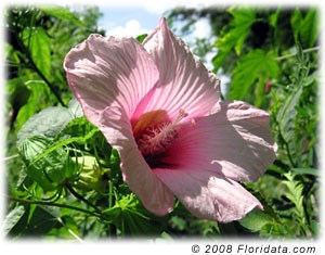 hibiscus