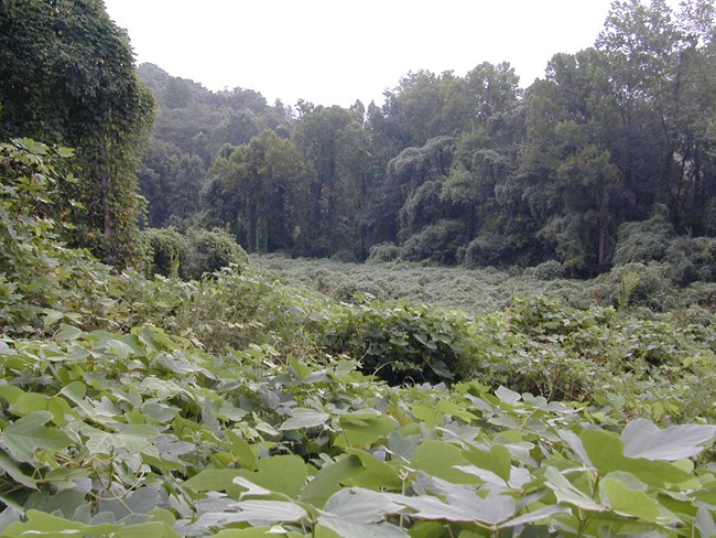 kudzu patch at Bowmans Island
