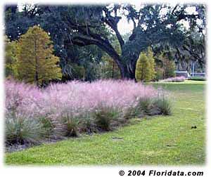 Muhly Grass Muhly Grass