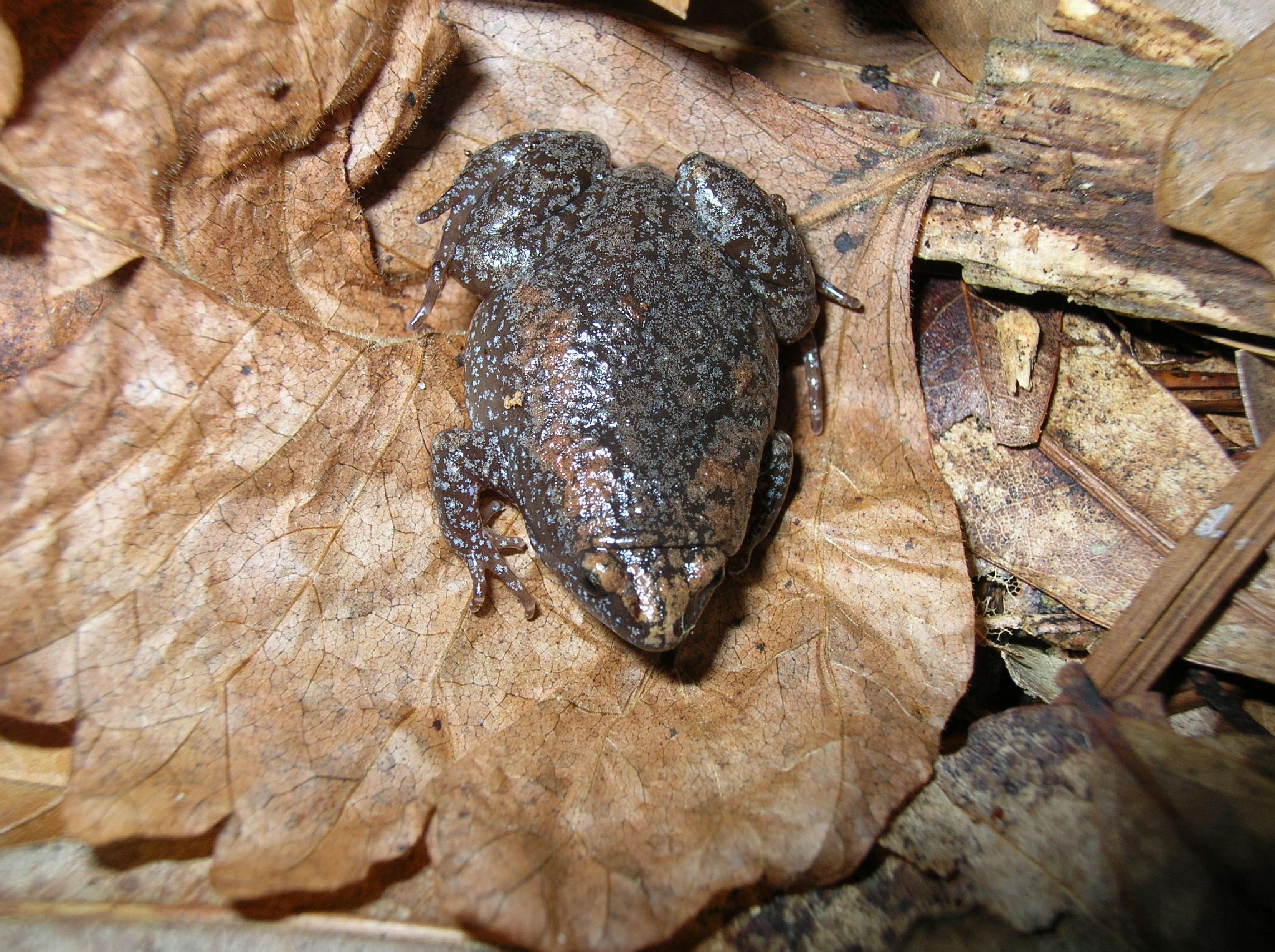 Eastern Narrow-Mouthed Toad - Chattahoochee River National Recreation
