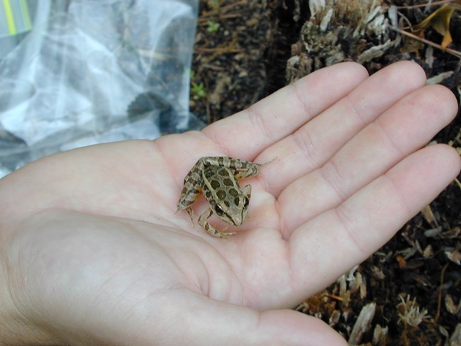 Rana palustris