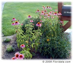 Purple Coneflower Purple Coneflower