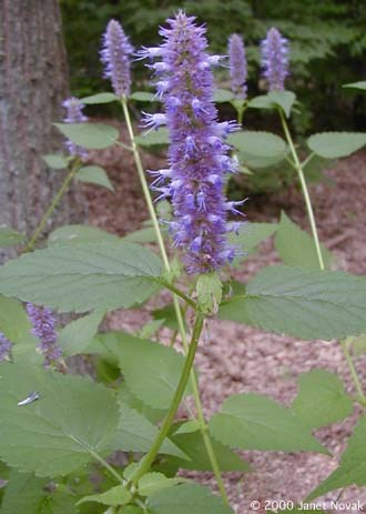 Purple Giant Hyssop