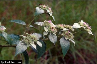 Mountain Mint Mountain Mint