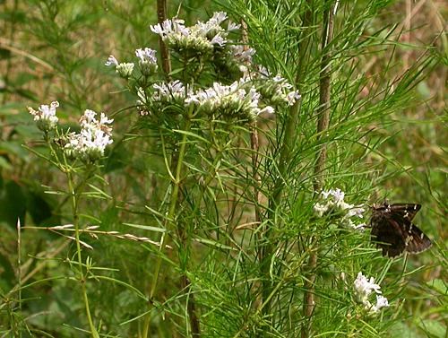 Slender Mountain Mint Slender Mountain Mint