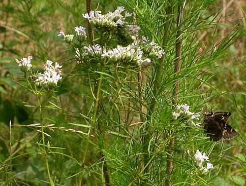 Slender Mountain Mint