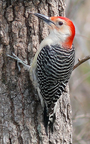 red bellied woodpecker ken thomas