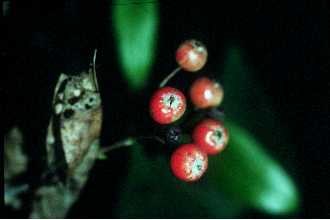 Aronia arbutifolia