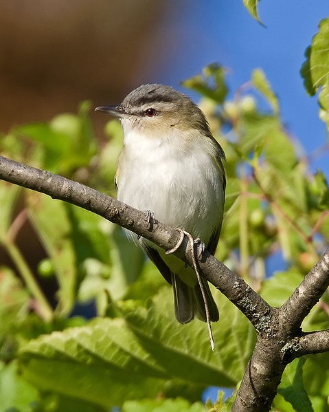 Red Eyed Vireo Red Eyed Vireo