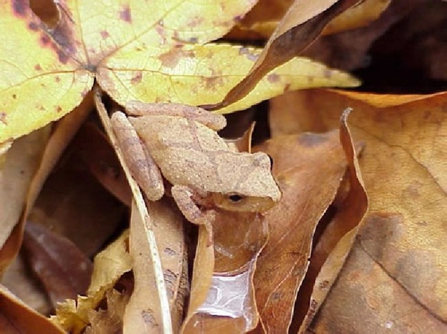 Pseudacris crucifer Pseudacris crucifer
