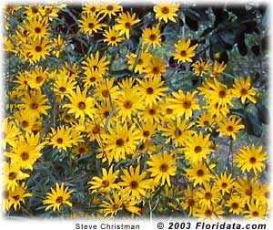 Swamp Sunflower Swamp Sunflower