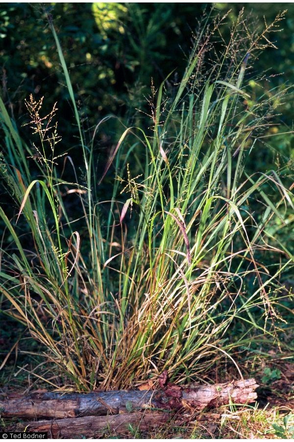 Switchgrass