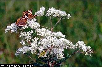 Eupatorium album