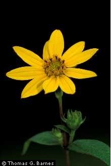 Helianthus divaricatus Helianthus divaricatus