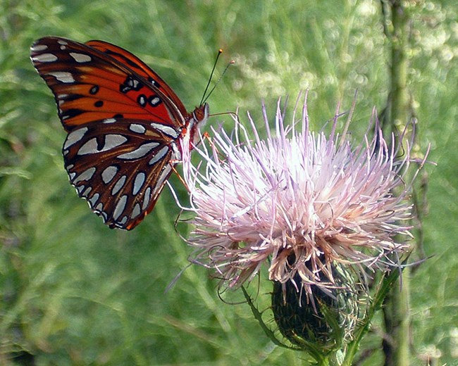 Gulf Fritillary (Agraulis vanillae)