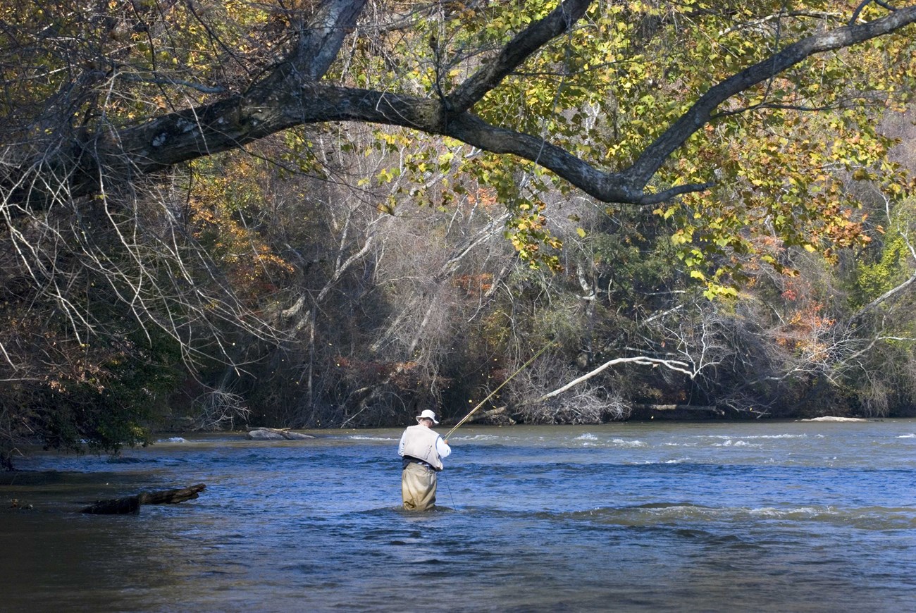 Solitary angler wading in shoals as autumn leaves are falling.