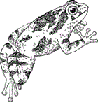grey tree frog