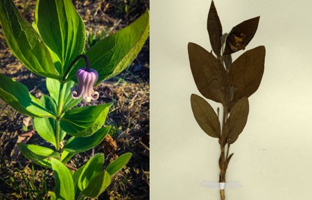Modern photo of a purple flower next to an image of a 150 year old flower specimen