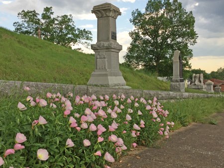 Pink flowers on a green hillside in front of monuments